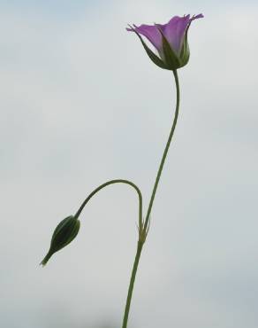 Fotografia 10 da espécie Geranium columbinum no Jardim Botânico UTAD