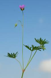 Fotografia da espécie Geranium columbinum