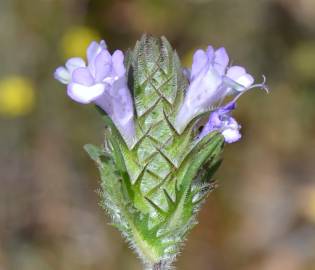 Fotografia da espécie Cleonia lusitanica