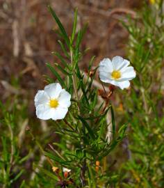 Fotografia da espécie Cistus libanotis