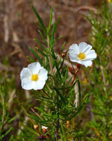 Fotografia de capa Cistus libanotis - do Jardim Botânico