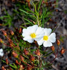 Fotografia da espécie Cistus libanotis