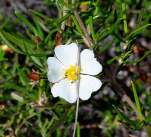 Fotografia da espécie Cistus libanotis