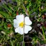 Fotografia 3 da espécie Cistus libanotis do Jardim Botânico UTAD