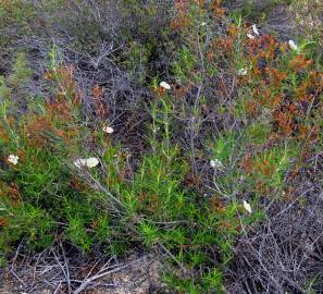 Fotografia da espécie Cistus libanotis