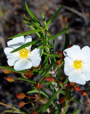 Fotografia 5 da espécie Cistus libanotis no Jardim Botânico UTAD