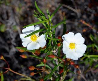 Fotografia da espécie Cistus libanotis