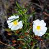 Fotografia 5 da espécie Cistus libanotis do Jardim Botânico UTAD