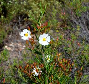 Fotografia da espécie Cistus libanotis