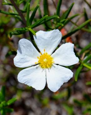 Fotografia 8 da espécie Cistus libanotis no Jardim Botânico UTAD