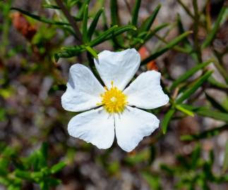 Fotografia da espécie Cistus libanotis