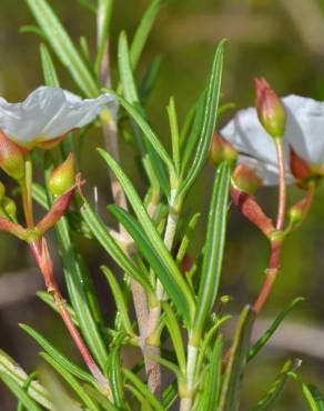 Fotografia 10 da espécie Cistus libanotis no Jardim Botânico UTAD