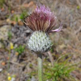 Fotografia da espécie Cirsium filipendulum