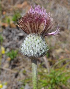 Fotografia 1 da espécie Cirsium filipendulum no Jardim Botânico UTAD