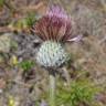 Fotografia 1 da espécie Cirsium filipendulum do Jardim Botânico UTAD