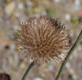 Fotografia da espécie Cirsium filipendulum