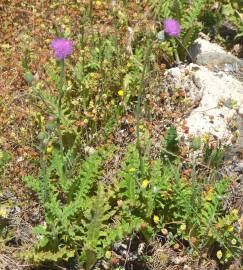 Fotografia da espécie Cirsium filipendulum