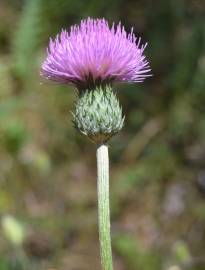 Fotografia da espécie Cirsium filipendulum