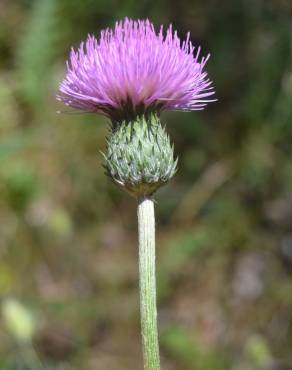 Fotografia 5 da espécie Cirsium filipendulum no Jardim Botânico UTAD