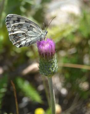 Fotografia 6 da espécie Cirsium filipendulum no Jardim Botânico UTAD