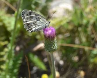 Fotografia da espécie Cirsium filipendulum