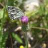 Fotografia 6 da espécie Cirsium filipendulum do Jardim Botânico UTAD