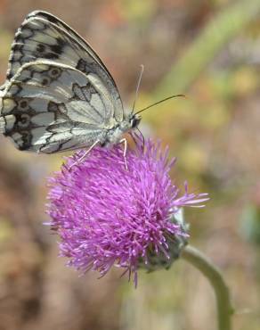 Fotografia 8 da espécie Cirsium filipendulum no Jardim Botânico UTAD