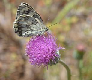 Fotografia da espécie Cirsium filipendulum