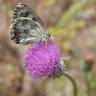 Fotografia 8 da espécie Cirsium filipendulum do Jardim Botânico UTAD