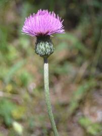 Fotografia da espécie Cirsium filipendulum