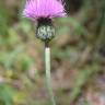 Fotografia 9 da espécie Cirsium filipendulum do Jardim Botânico UTAD