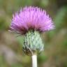 Fotografia 10 da espécie Cirsium filipendulum do Jardim Botânico UTAD