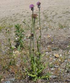 Fotografia da espécie Cirsium filipendulum