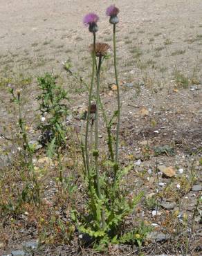 Fotografia 11 da espécie Cirsium filipendulum no Jardim Botânico UTAD