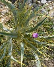 Fotografia da espécie Cirsium acarna