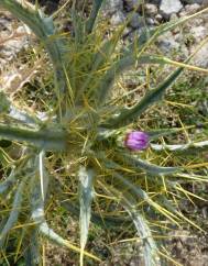 Cirsium acarna