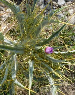 Fotografia 1 da espécie Cirsium acarna no Jardim Botânico UTAD