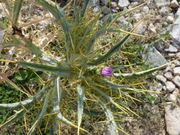 Fotografia da espécie Cirsium acarna