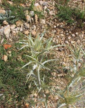 Fotografia 2 da espécie Cirsium acarna no Jardim Botânico UTAD