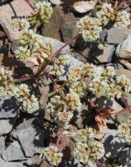 Chaetonychia cymosa