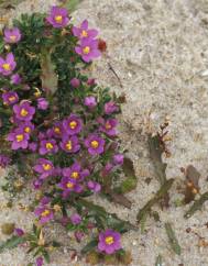 Centaurium chloodes