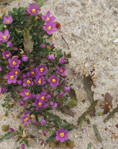 Fotografia de capa Centaurium chloodes - do Jardim Botânico