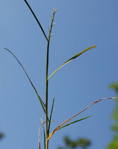 Fotografia de capa Hainardia cylindrica - do Jardim Botânico