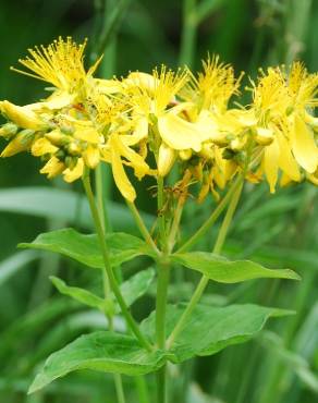 Fotografia 1 da espécie Hypericum perfoliatum no Jardim Botânico UTAD