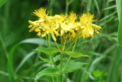 Fotografia da espécie Hypericum perfoliatum