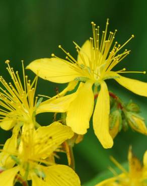 Fotografia 3 da espécie Hypericum perfoliatum no Jardim Botânico UTAD