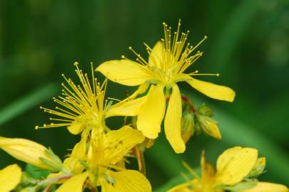 Fotografia da espécie Hypericum perfoliatum