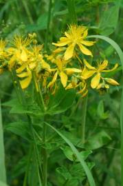 Fotografia da espécie Hypericum perfoliatum