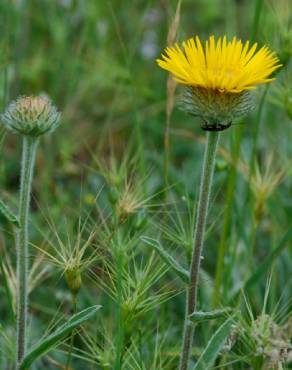 Fotografia 5 da espécie Inula montana no Jardim Botânico UTAD