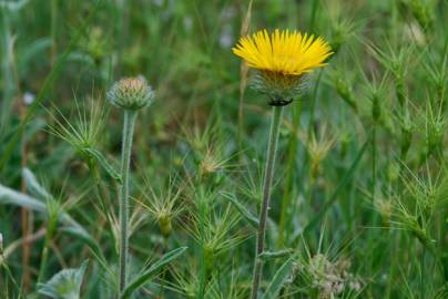 Fotografia da espécie Inula montana